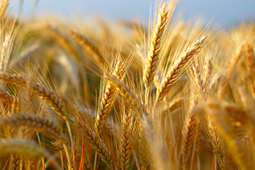 wheat